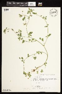 Medicago lupulina image