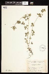 Medicago lupulina image