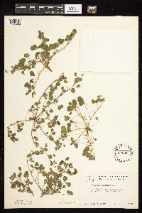 Medicago lupulina image