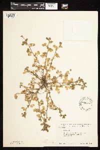 Medicago lupulina image