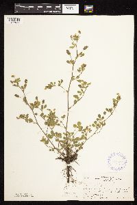 thumbnail image of current specimen
