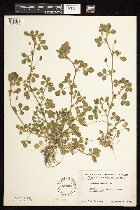 Medicago lupulina image