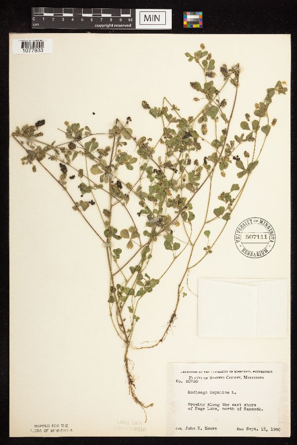 Medicago lupulina image