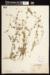 Medicago lupulina image