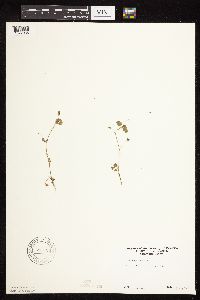 Medicago lupulina image