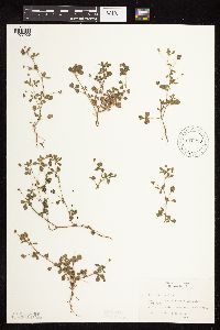 Medicago lupulina image