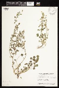 Medicago lupulina image