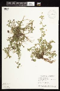 Medicago lupulina image