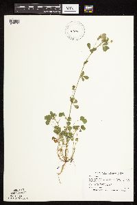 Medicago lupulina image