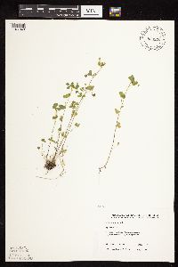 Medicago lupulina image