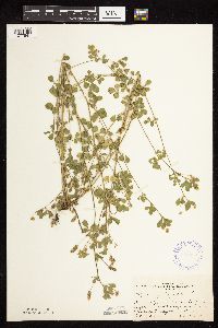 Medicago lupulina image