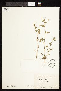 Medicago lupulina image