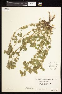 Medicago lupulina image