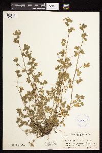 Medicago lupulina image