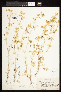 Image of Medicago lupulina