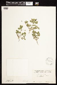 Medicago lupulina image