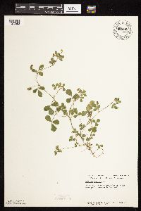 Medicago lupulina image