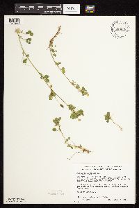 Medicago lupulina image