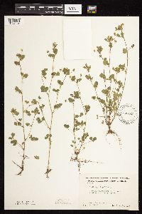 Medicago lupulina image