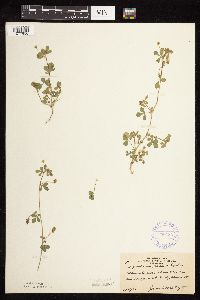 Medicago lupulina image