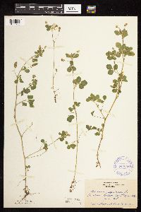 Medicago lupulina image