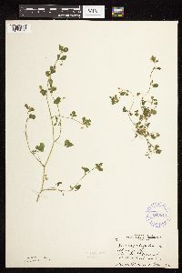 Medicago lupulina image
