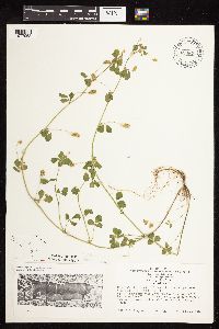 Medicago lupulina image
