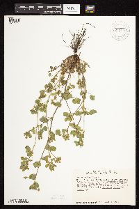 Medicago lupulina image