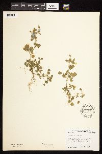 Medicago lupulina image