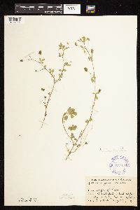 Medicago lupulina image