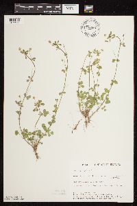 Medicago lupulina image