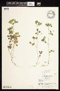 Medicago lupulina image