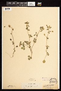 Medicago lupulina image