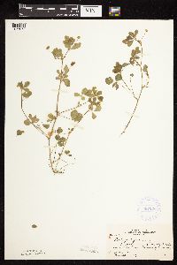 Medicago lupulina image