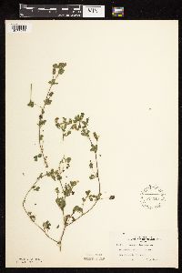 Medicago lupulina image