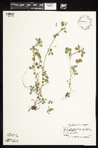 Medicago lupulina image