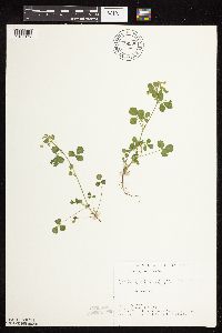 Medicago lupulina image