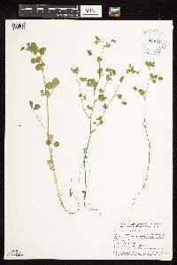 Medicago lupulina image