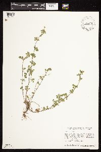 Medicago lupulina image