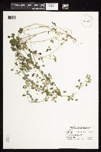 Medicago lupulina image