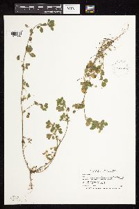 Medicago lupulina image