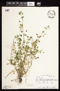 Medicago lupulina image