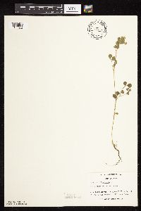 Medicago lupulina image