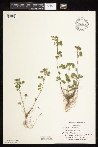 thumbnail image of current specimen