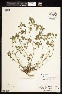 Medicago lupulina image