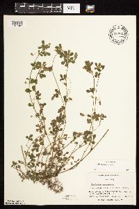 Medicago lupulina image