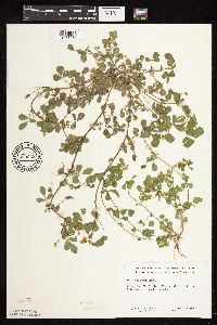 Medicago lupulina image