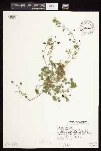 Medicago lupulina image