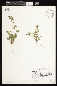 thumbnail image of current specimen