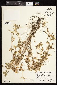 Medicago lupulina image